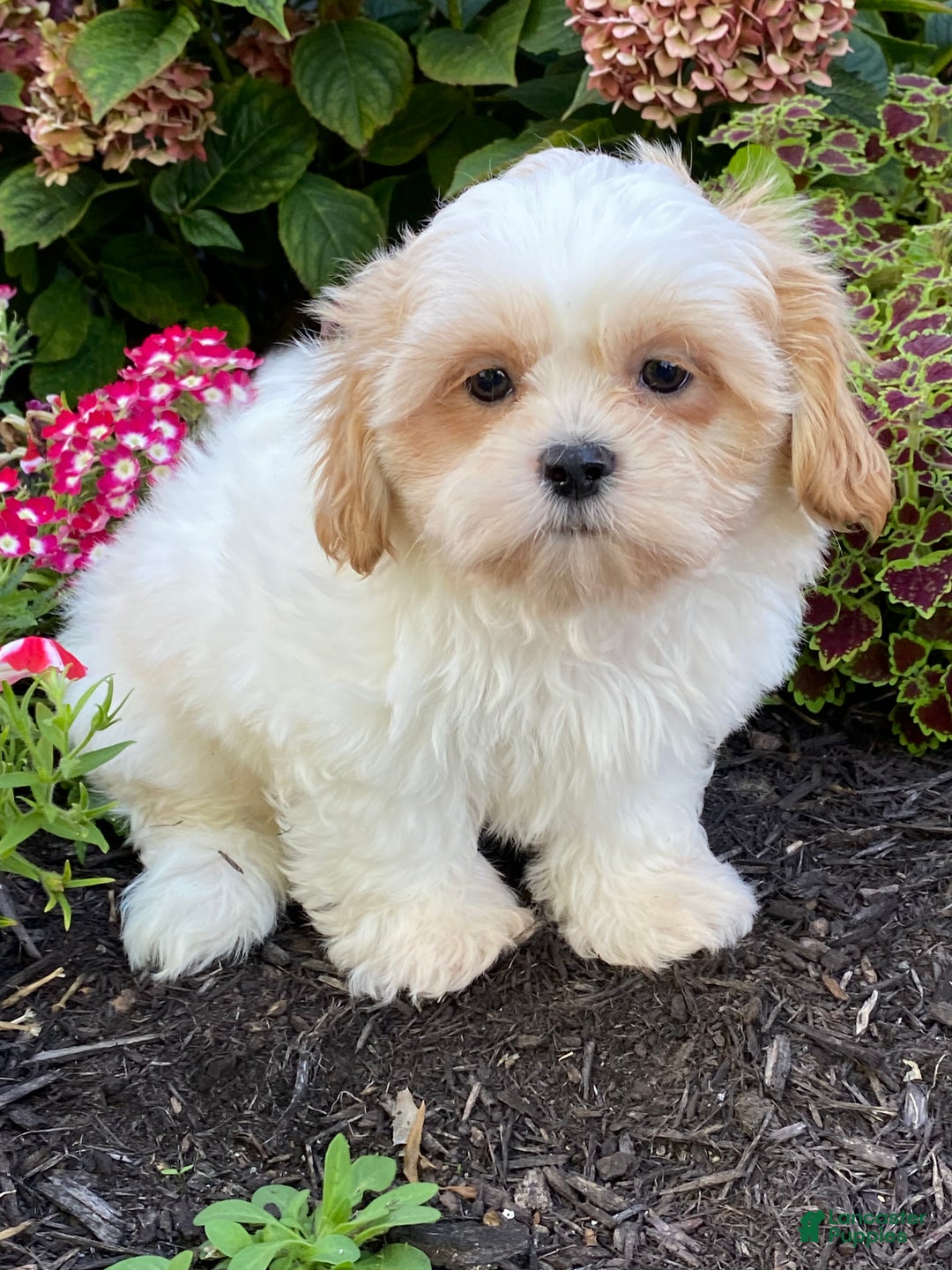 Shih Tzu dogs for sale: Skittles  - Ad 5