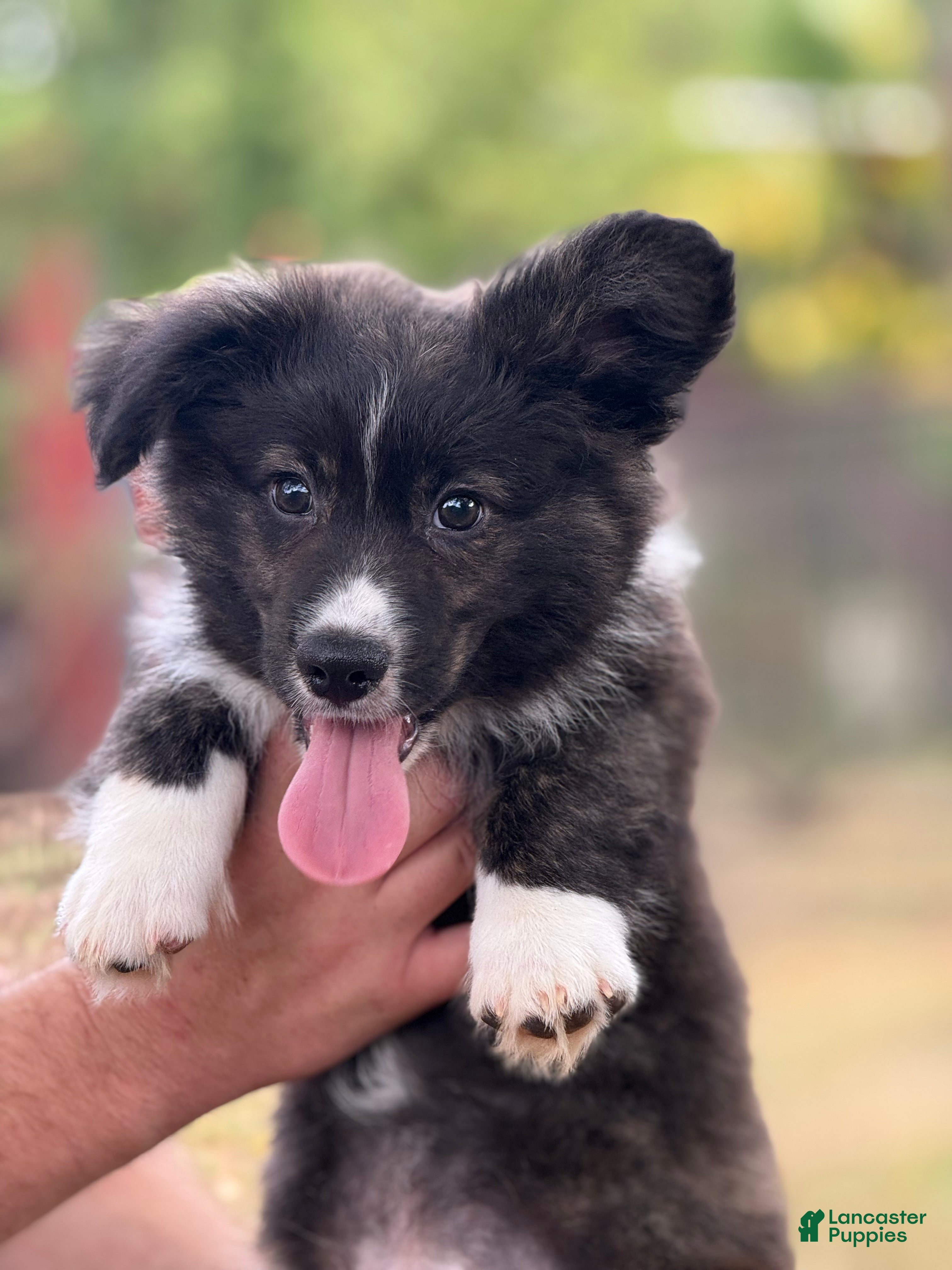 Mixed Breed dogs Black collar boy  - Ad 34