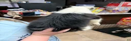 Border Collie dogs for sale: Border Collie 5 - Ad 3