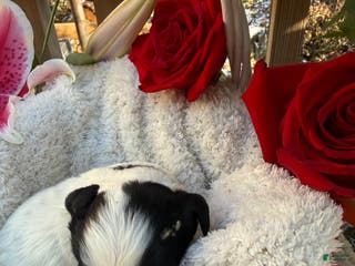 Mixed Breed dogs Lola - Ad 17