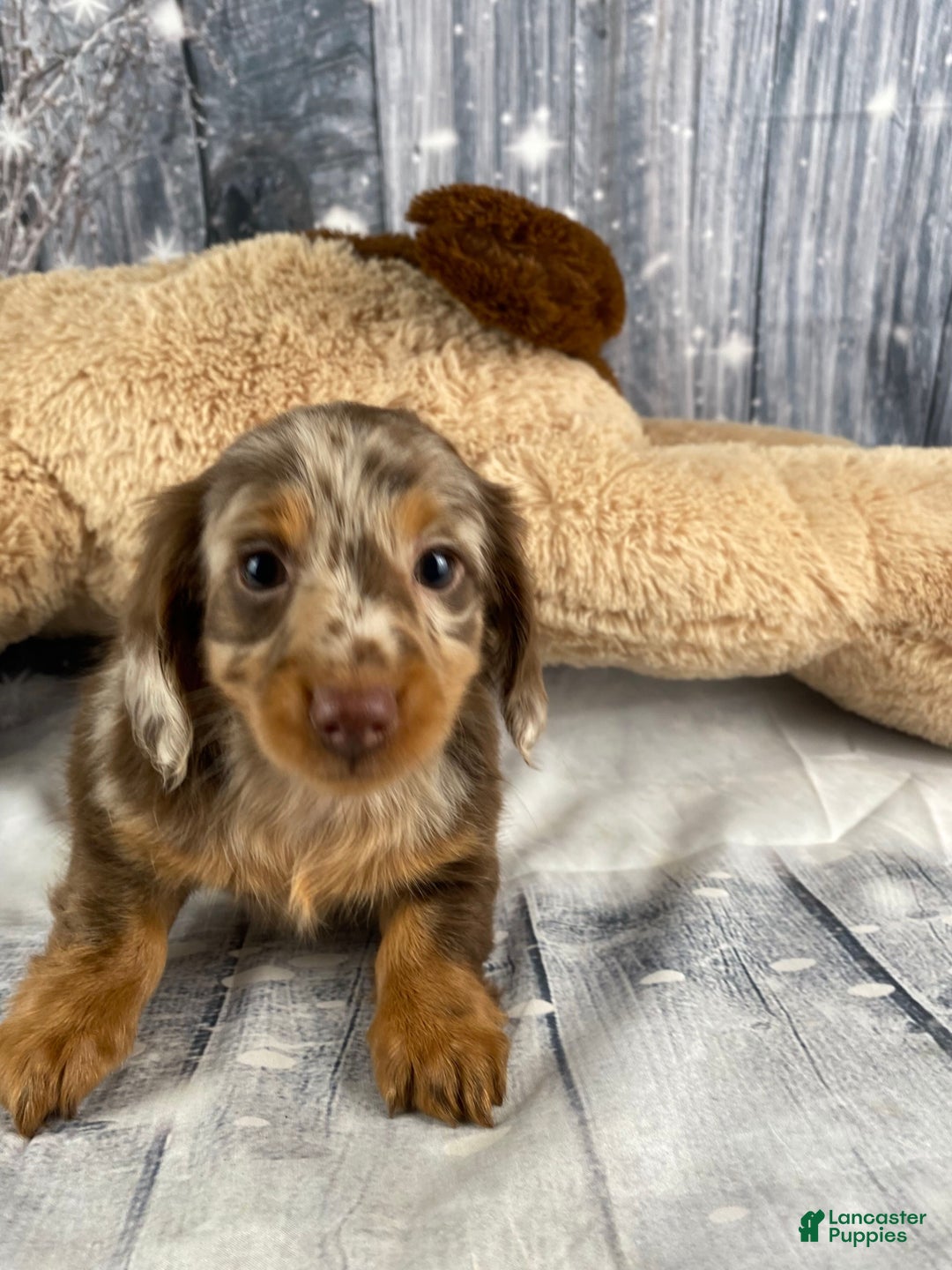 Miniature Dachshund dogs for sale: Raven - Ad 5