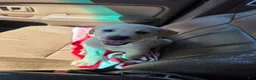 Labrador Retriever dogs for sale: Labrador Retriever 6 - Ad 3