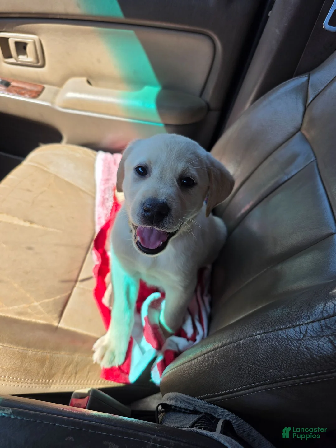Labrador Retriever dogs for sale: Labrador Retriever 6 - Ad 3