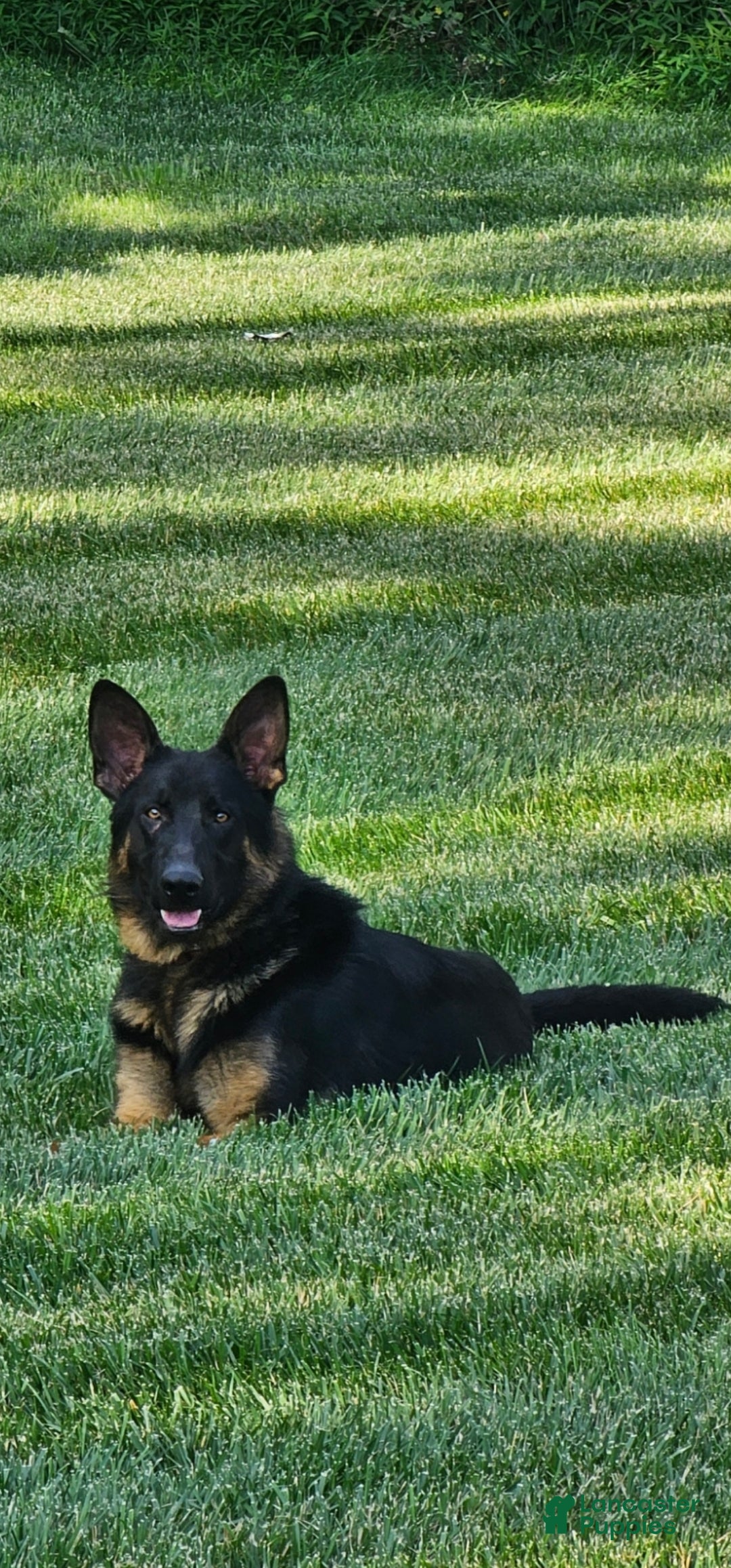Diesel