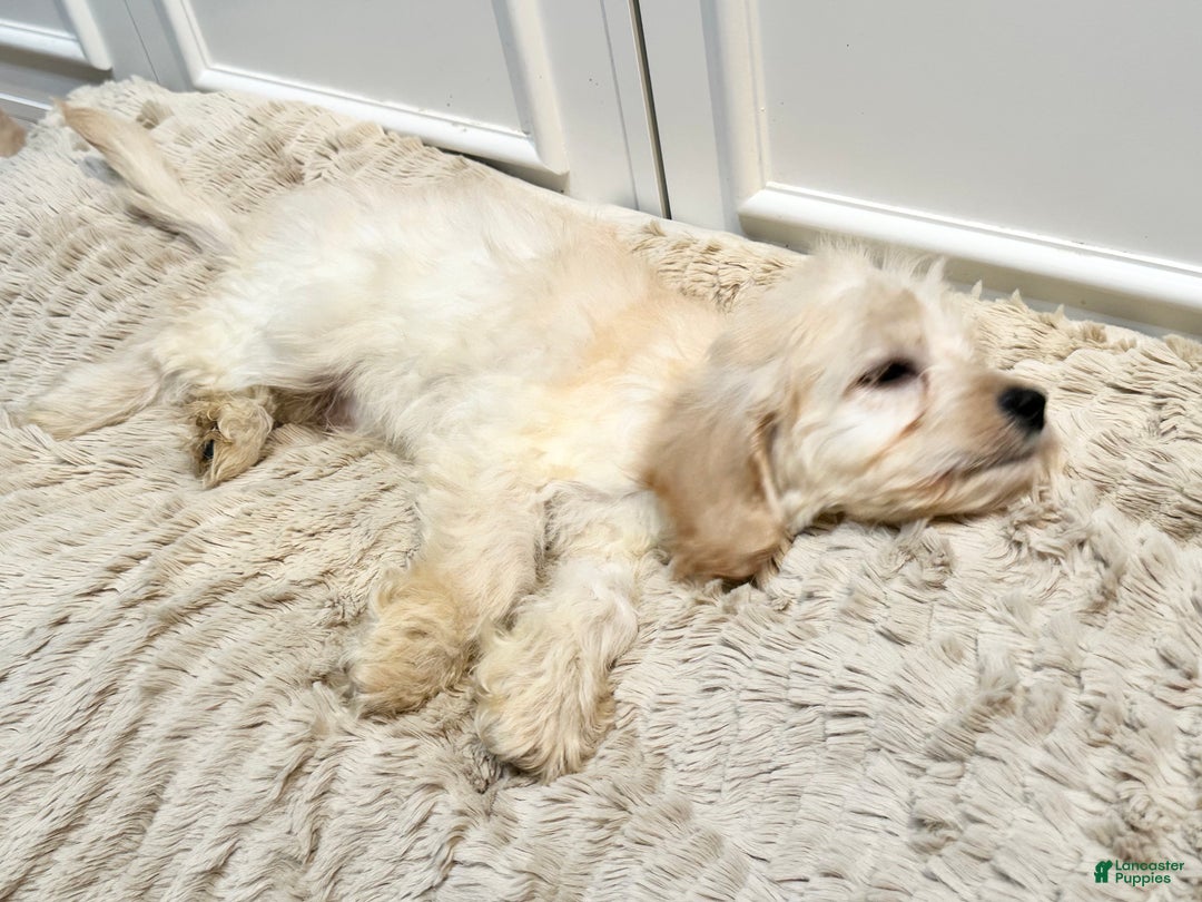 Cockapoo dogs for sale: sebastian - Ad 4