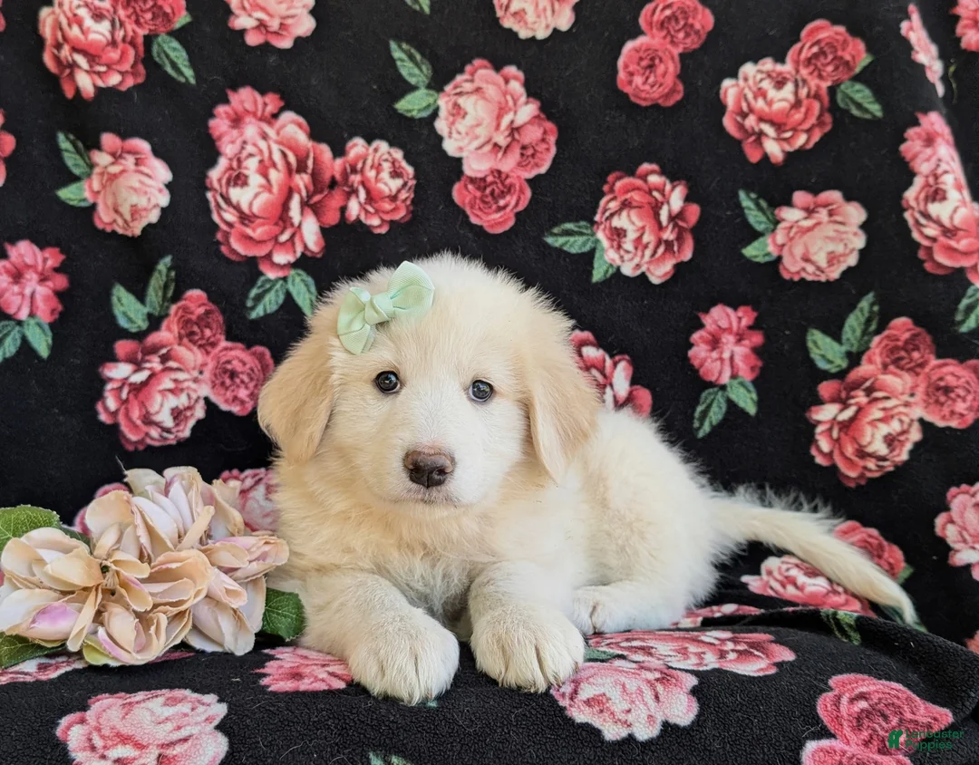 Mixed Breed dogs for sale: Myla - Ad 5