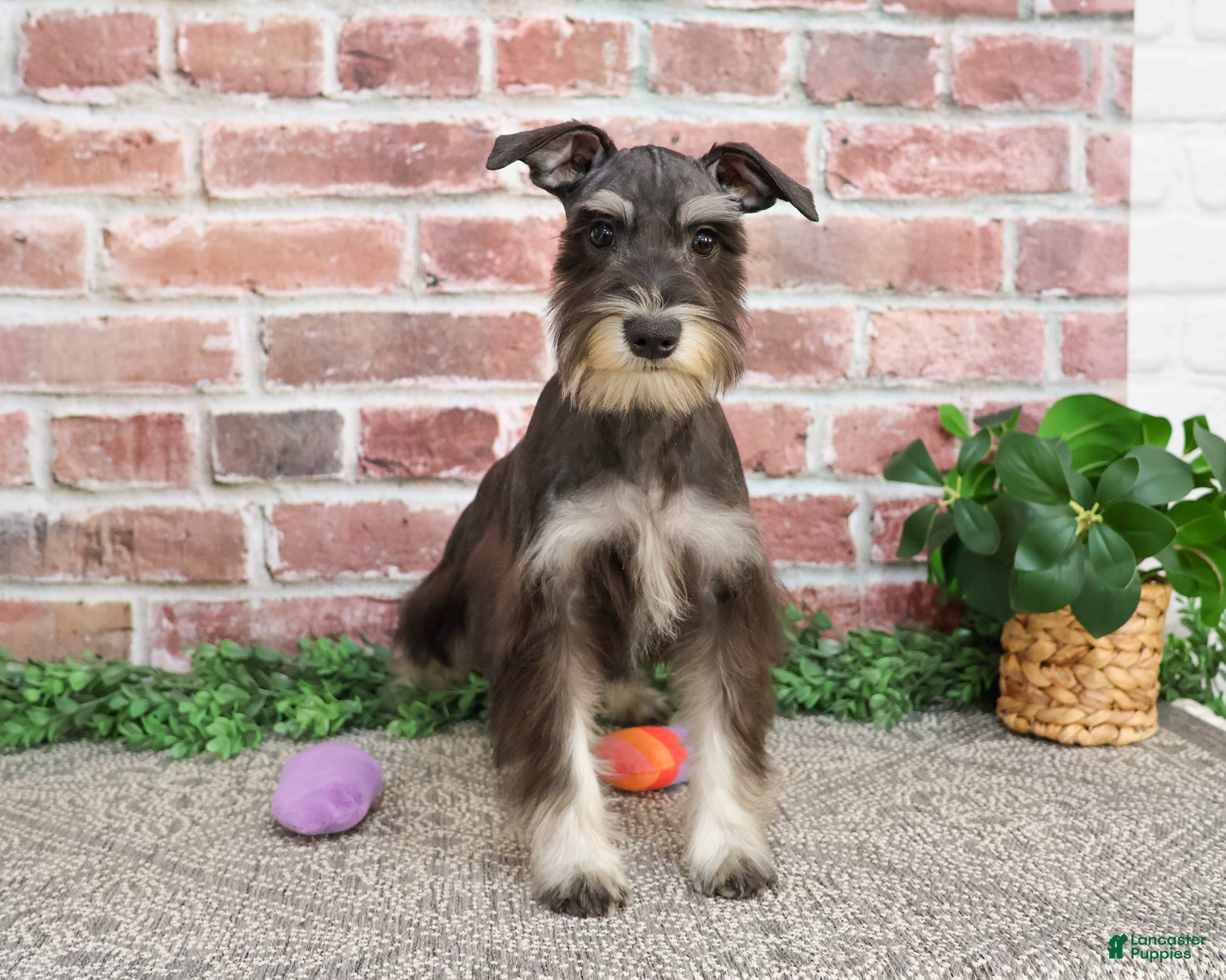 Miniature Schnauzer dogs Rita - Ad 39