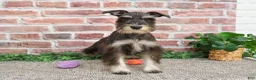 Miniature Schnauzer dogs for sale: Rita - Ad 1
