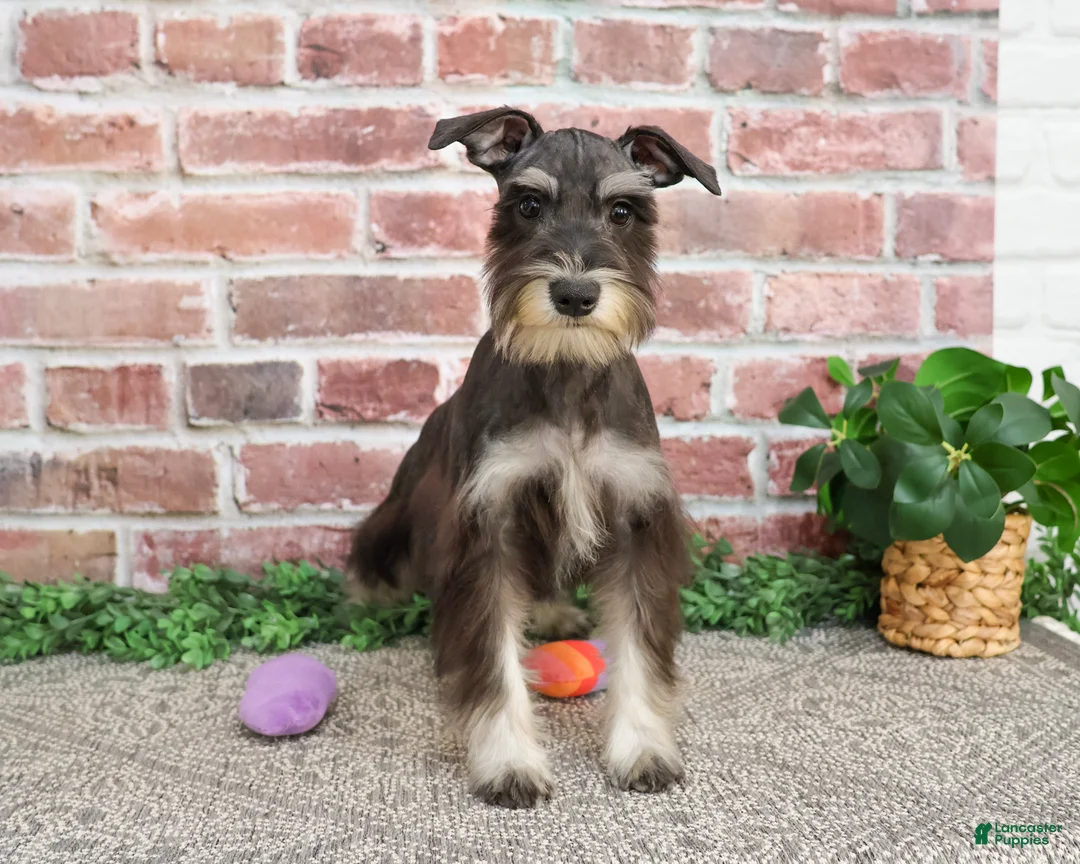 Miniature Schnauzer dogs for sale: Rita - Ad 1
