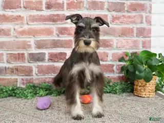 Miniature Schnauzer dogs Rita - Ad 39