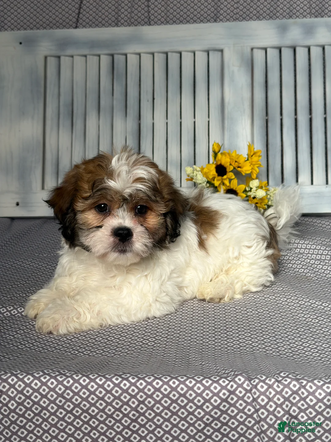 Teddy Bear dogs for sale: Reed - Ad 2