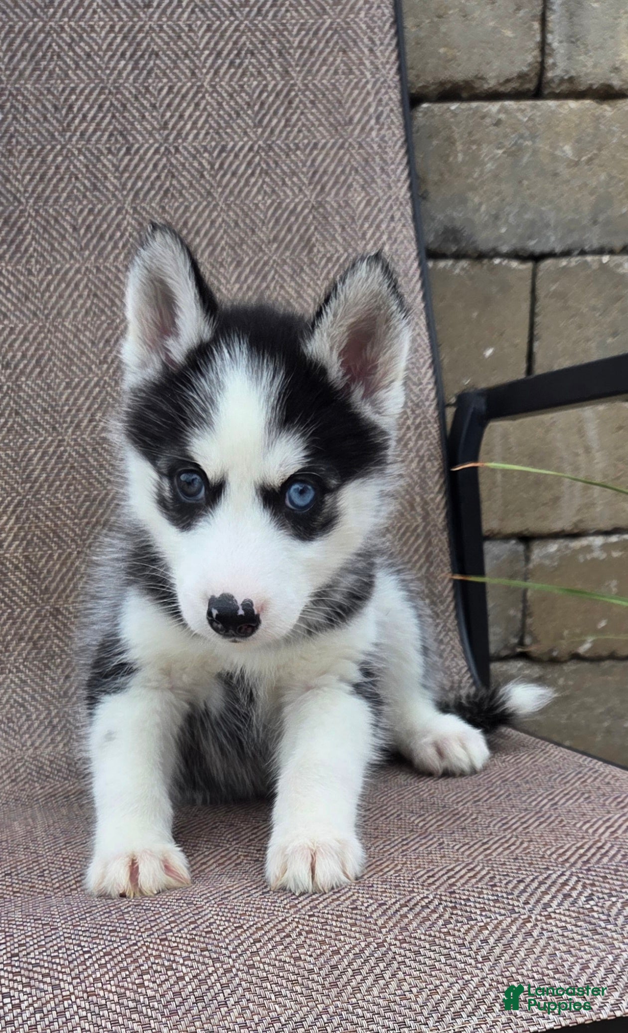 Siberian Husky dogs Emerson  - Ad 2