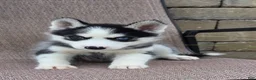 Siberian Husky dogs for sale: Emerson  - Ad 2