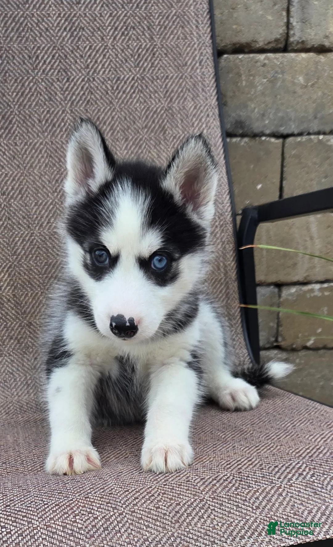 Siberian Husky dogs for sale: Emerson  - Ad 2