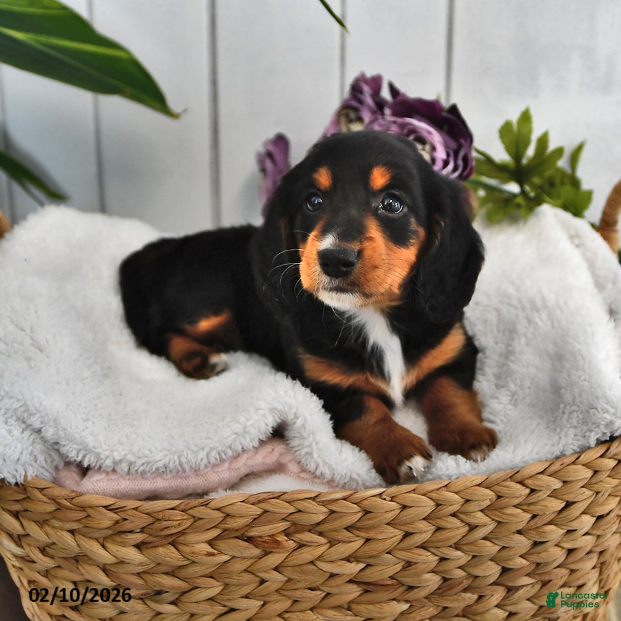 Miniature Dachshund dogs Lilly - Ad 2