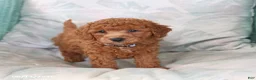 Toy Poodle dogs for sale: River - Ad 4