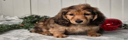 Miniature Dachshund dogs for sale: Shawn - Ad 5