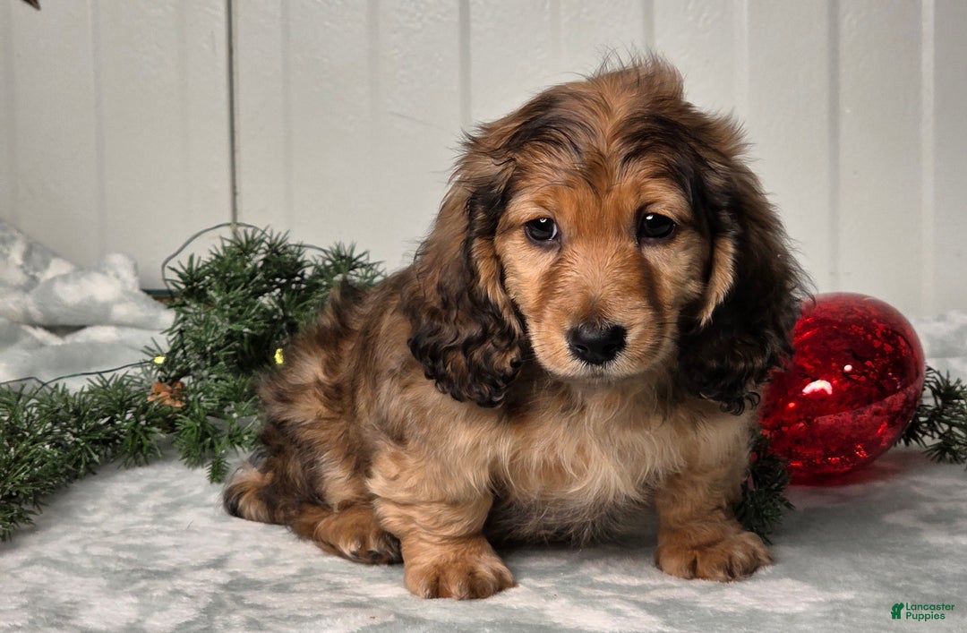 Miniature Dachshund dogs for sale: Shawn - Ad 5