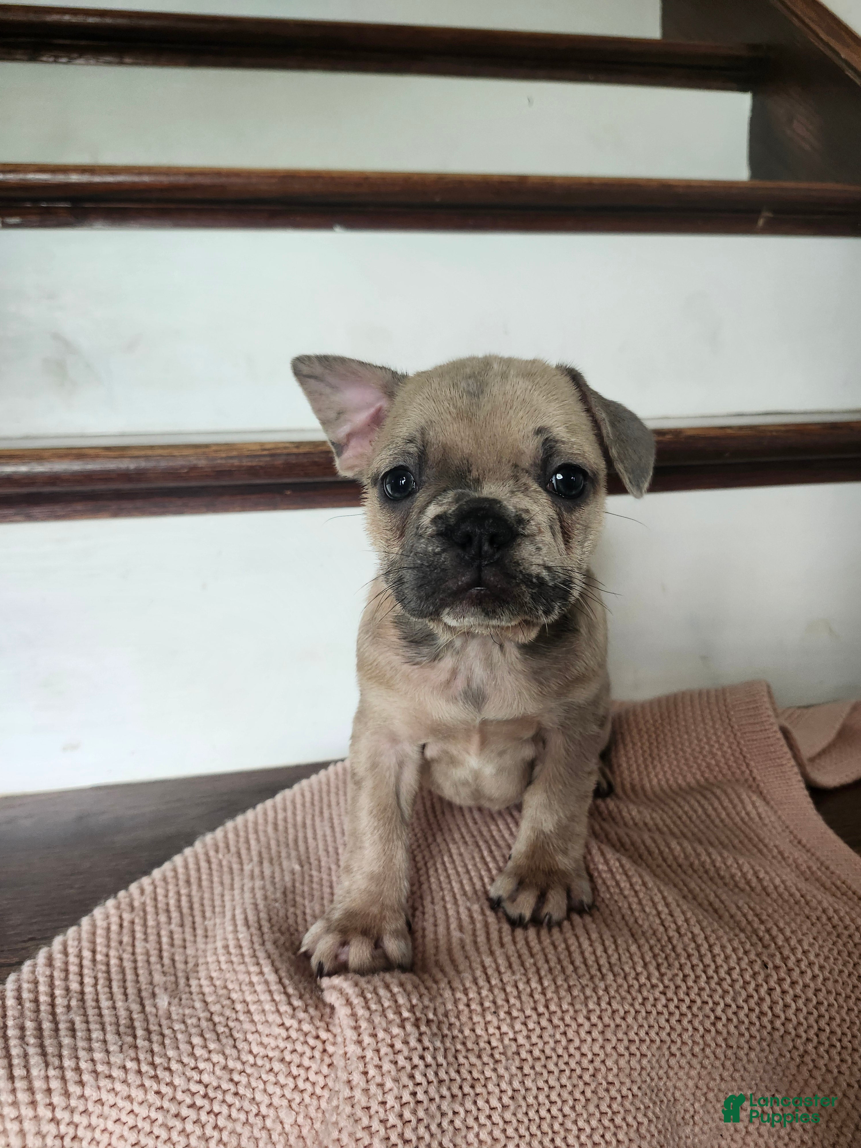 French Bulldog dogs for sale: Daisy  - Ad 1