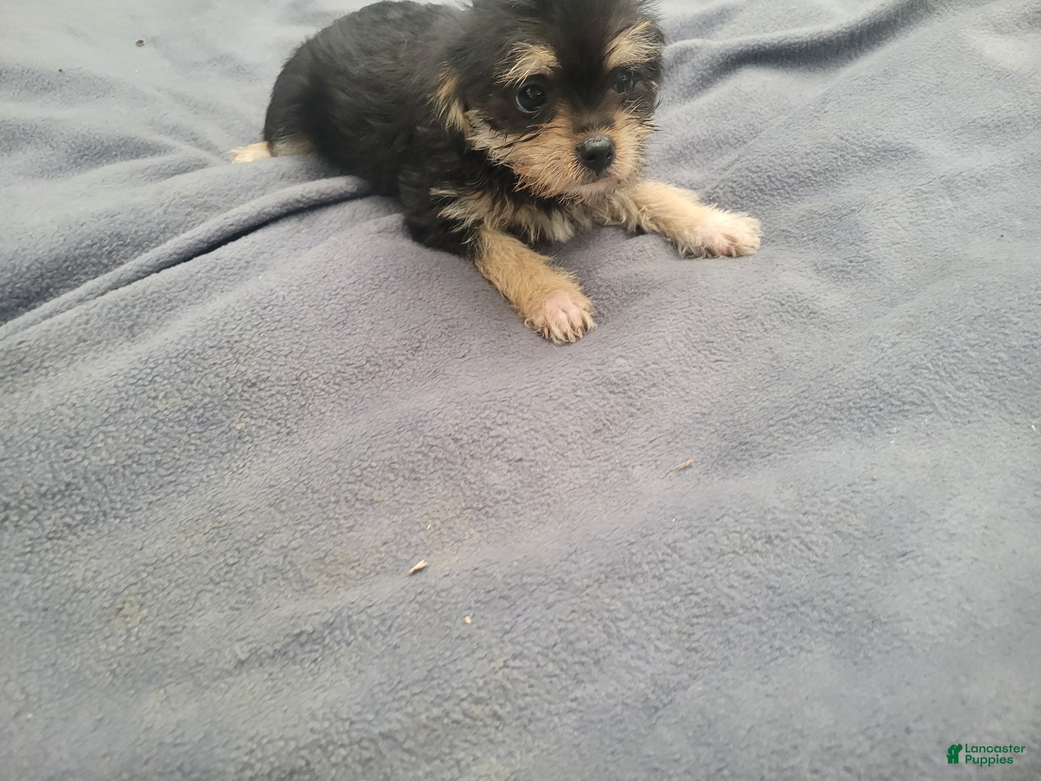Morkie dogs Ash  - Ad 2