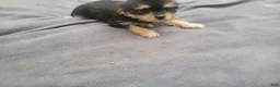 Morkie dogs for sale: Ash  - Ad 2