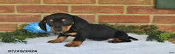 Miniature Dachshund dogs for sale: Julie - Ad 5