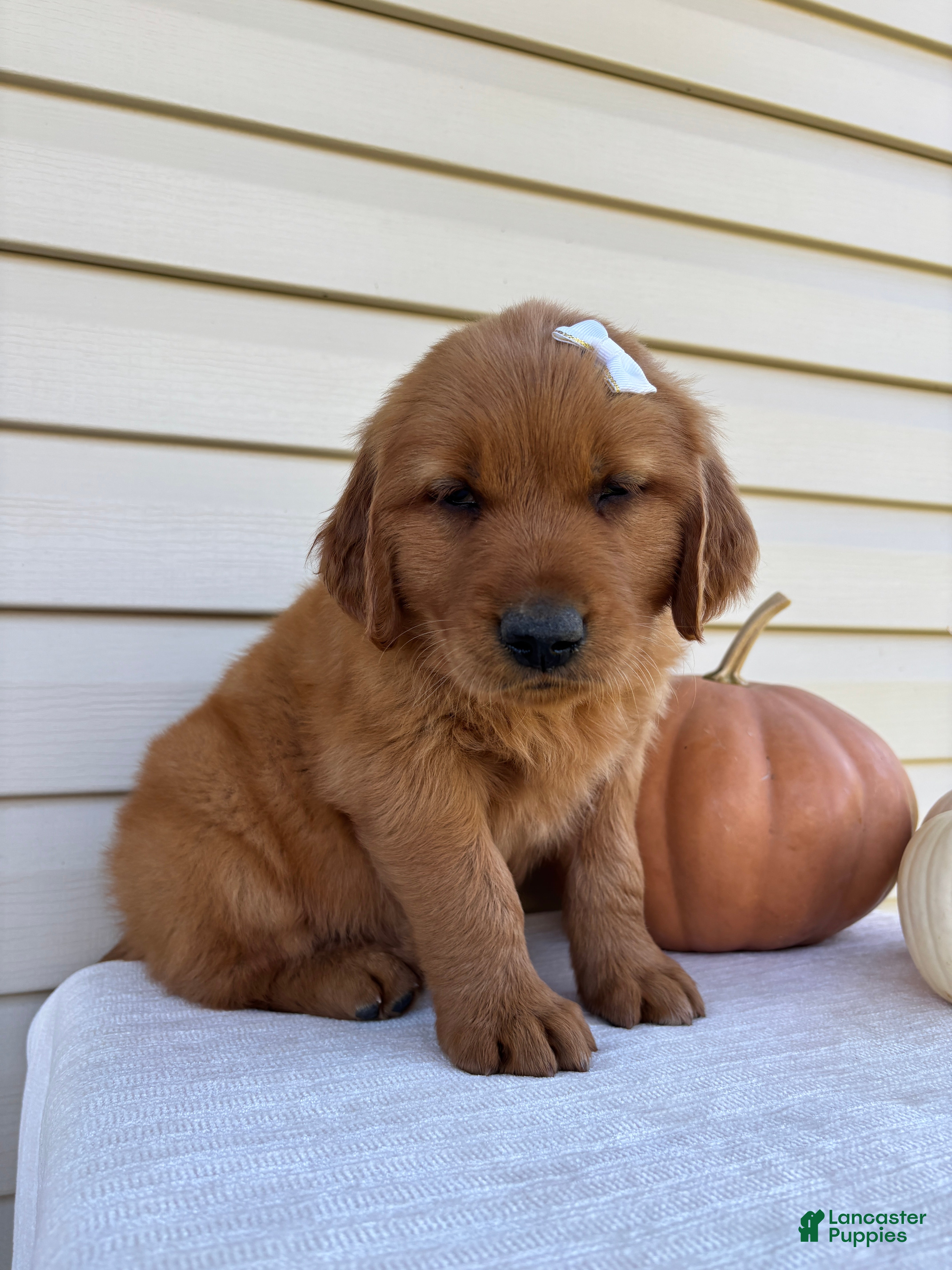 Golden Retriever dogs Rusty - Ad 1