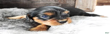 Cavalier King Charles Spaniel Puppy 1