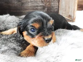 Cavalier King Charles Spaniel dogs Cavalier King Charles Spaniel Puppy 1 - Ad 26