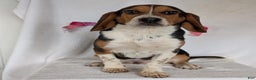 Beagle dogs for sale: Ross - Ad 17