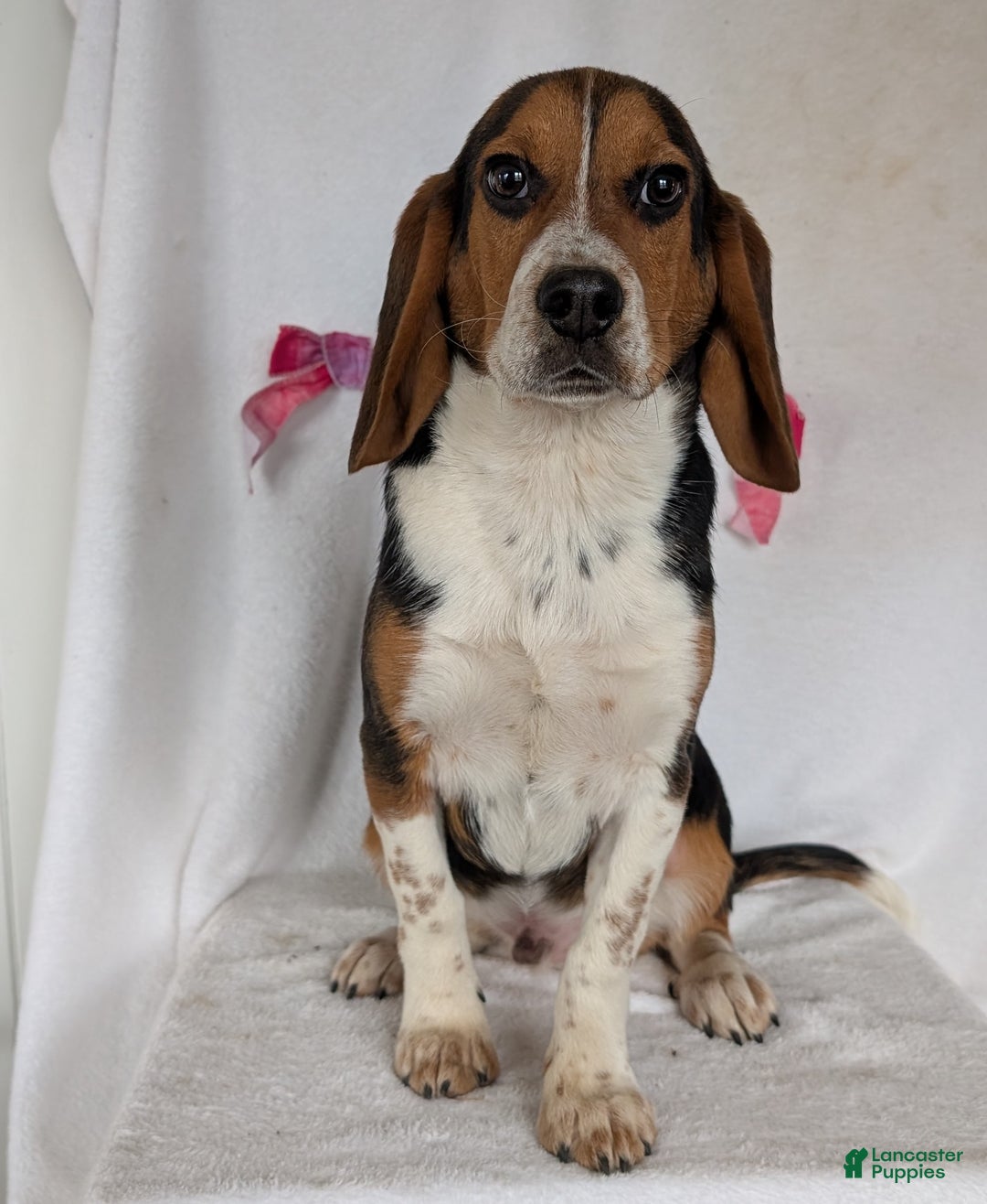 Beagle dogs for sale: Ross - Ad 17