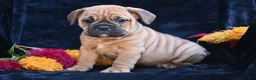 Mixed Breed dogs for sale: Bruno - Ad 4