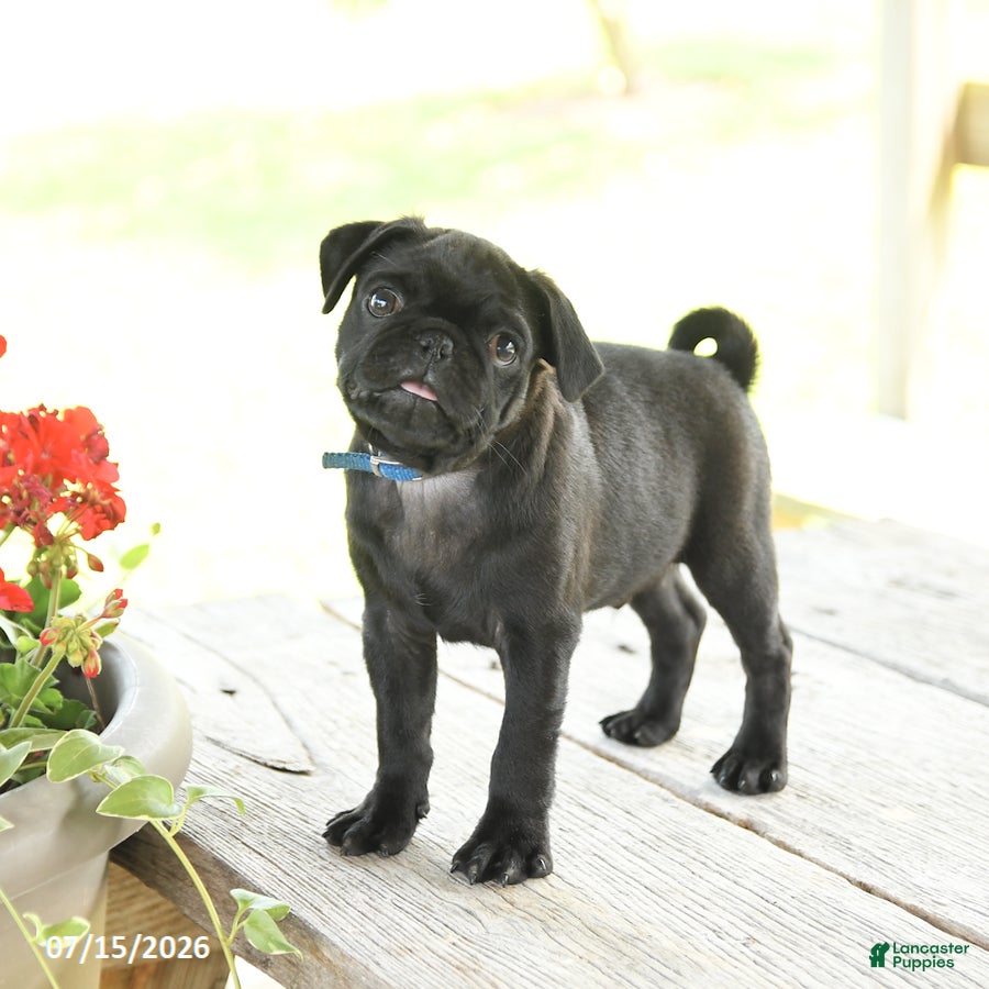 Pug dogs Marcas - Ad 1