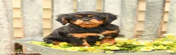 Cavalier King Charles Spaniel dogs for sale: Sunshine - Ad 1