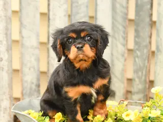 Cavalier King Charles Spaniel dogs for sale: Sunshine - Ad 1