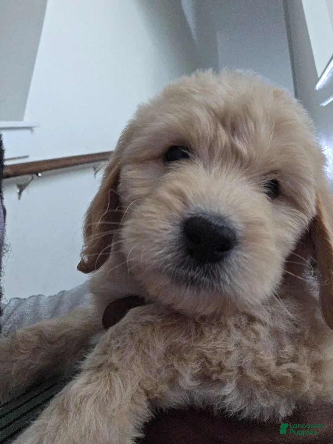 Mixed Breed dogs for sale: Lyra - Ad 2