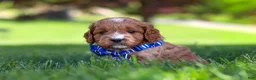 Cavapoo dogs for sale: Milo - Ad 3