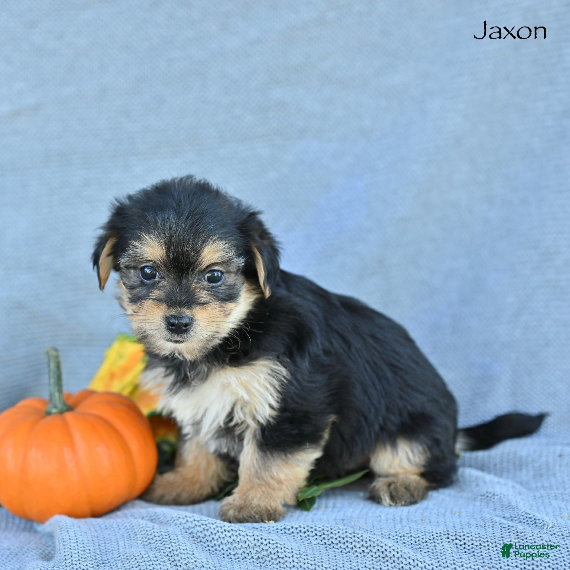 Morkie dogs for sale: Jaxon - Ad 2