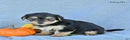 Morkie dogs for sale: Jaxon - Ad 1