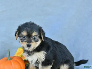 Morkie dogs Jaxon - Ad 1