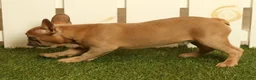 French Bulldog dogs for sale: Buzz - Ad 3