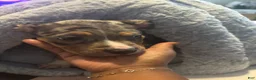 American Bully dogs for sale: American Bully 1 - Ad 2