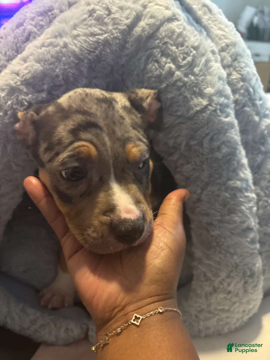 American Bully dogs for sale: American Bully 1 - Ad 2