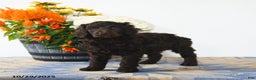 Standard Poodle dogs for sale: Muffin - Ad 3