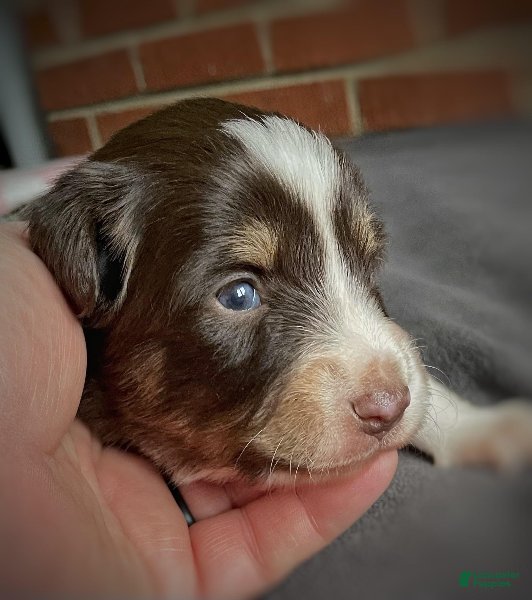 Mixed Breed dogs Brownie Delight (with caramel) - Ad 37