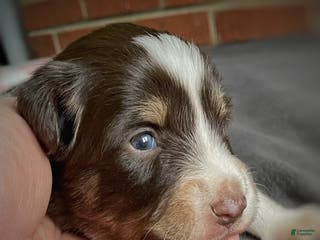 Mixed Breed dogs RESERVED. Brownie Delight (with caramel) - Ad 38