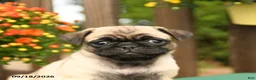 Pug dogs for sale: Minnie - Ad 5