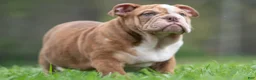 English Bulldog dogs for sale: Hulk - Ad 102