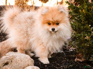 Pomeranian dogs Ben - Ad 26