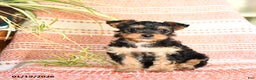 Yorkiepoo dogs for sale: Ruby - Ad 3